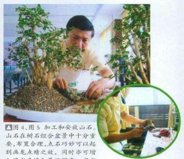 图解 树石盆景怎么制作的8个步骤
