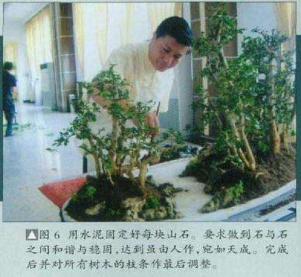 图解 树石盆景怎么制作的8个步骤