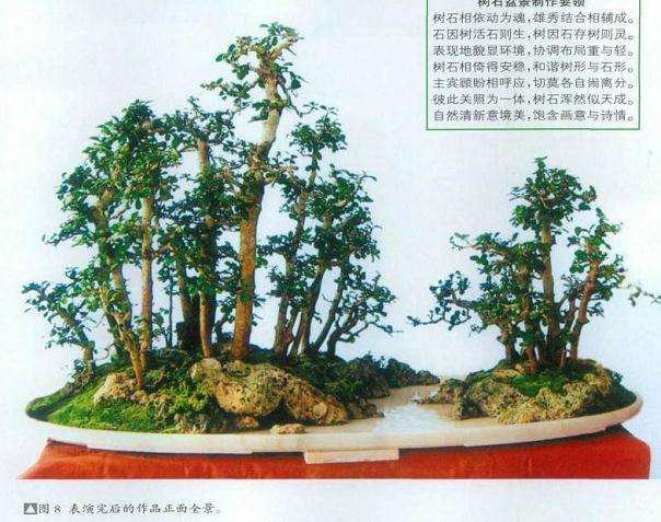 图解 树石盆景怎么制作的8个步骤
