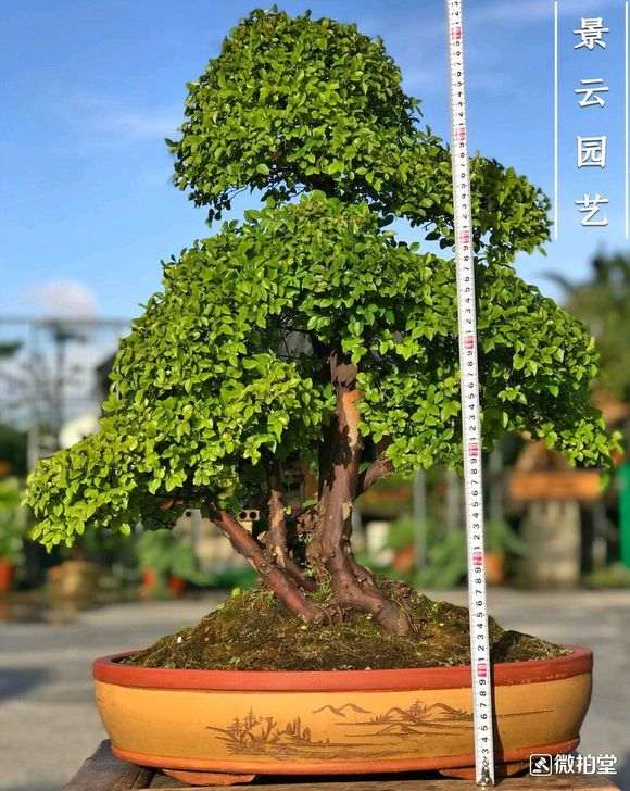 1500元买的雀梅盆景 贵吗