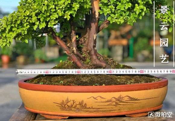 1500元买的雀梅盆景 贵吗