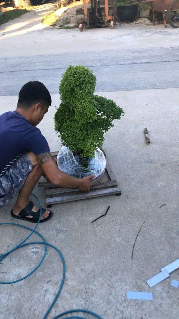 1500元买的雀梅盆景 贵吗