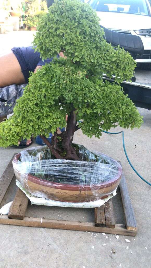 1500元买的雀梅盆景 贵吗