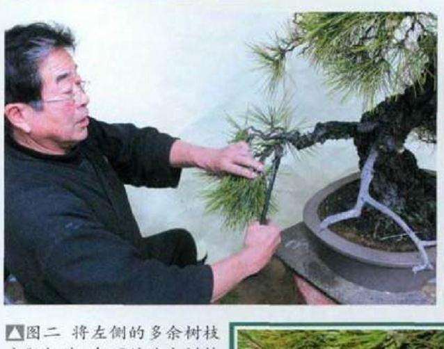 图解 大师怎么制作赤松盆景的13个方法