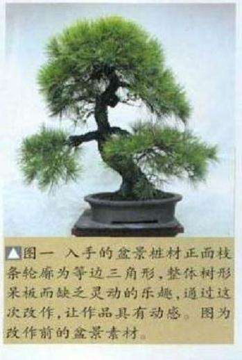 图解 大师怎么制作赤松盆景的13个方法