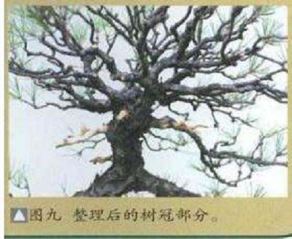 图解 大师怎么制作赤松盆景的13个方法