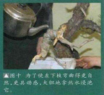 图解 大师怎么制作赤松盆景的13个方法