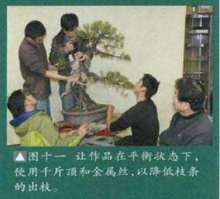 图解 大师怎么制作赤松盆景的13个方法