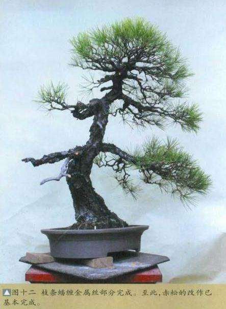 图解 大师怎么制作赤松盆景的13个方法