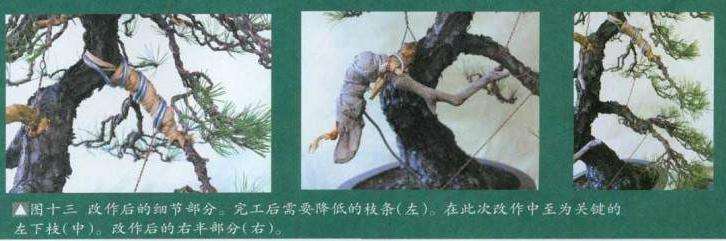 图解 大师怎么制作赤松盆景的13个方法