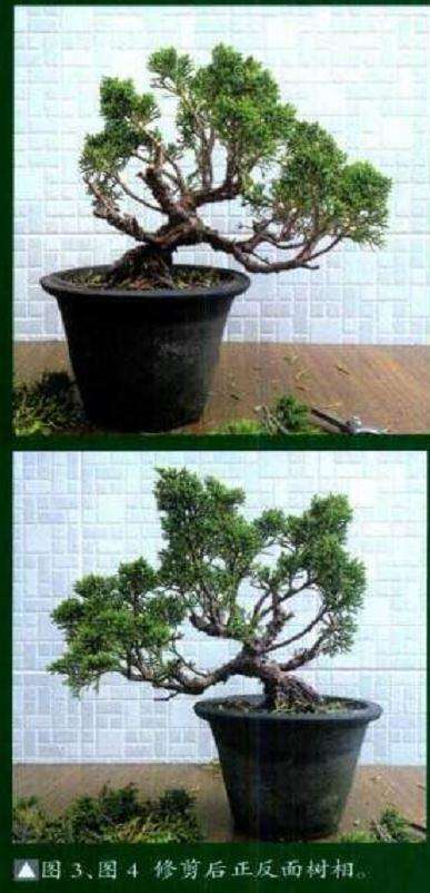 图解 小型真柏盆景怎么制作的11个过程