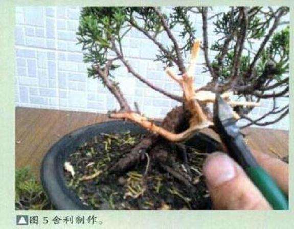 图解 小型真柏盆景怎么制作的11个过程