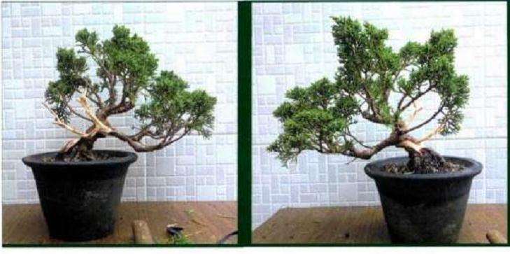 图解 小型真柏盆景怎么制作的11个过程