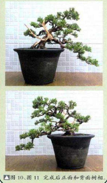 图解 小型真柏盆景怎么制作的11个过程