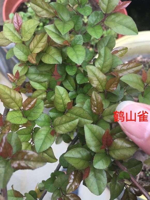 雀梅下山桩的红芽很漂亮 浙江还有种毛雀