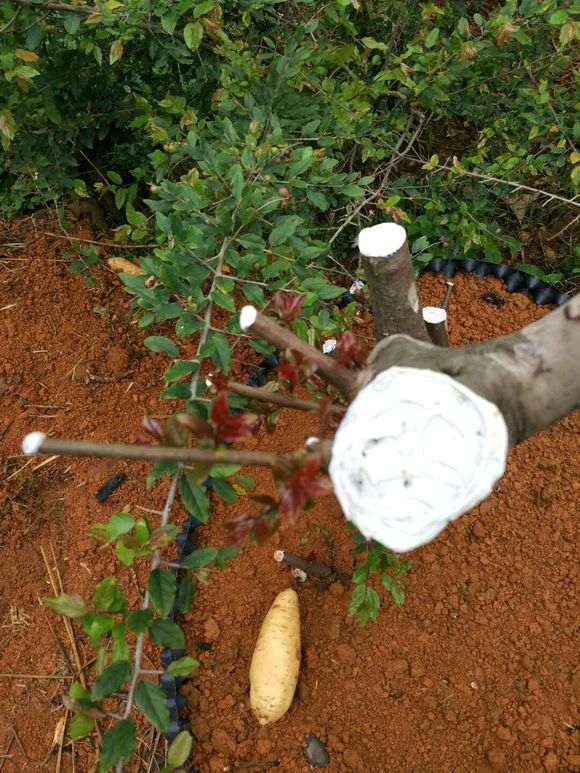 雀梅下山桩的红芽很漂亮 浙江还有种毛雀