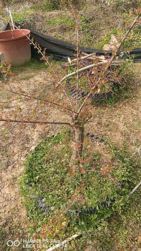 雀梅下山桩的红芽很漂亮 浙江还有种毛雀