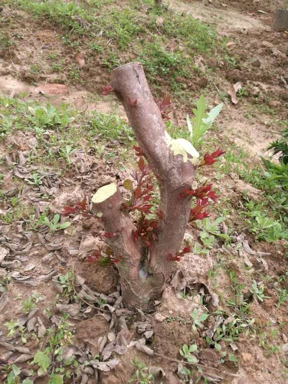 雀梅下山桩的红芽很漂亮 浙江还有种毛雀