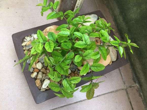 雀梅下山桩的红芽很漂亮 浙江还有种毛雀