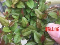 雀梅下山桩的红芽很漂亮 浙江还有种毛雀