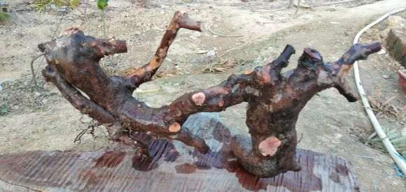 这个雀梅下山桩