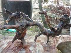 这个雀梅下山桩 还可以吧 帮忙看看