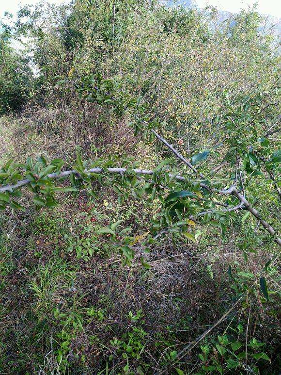 请问下这是雀梅下山桩吗