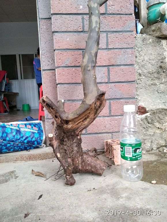 广西最难种活的雀梅下山桩