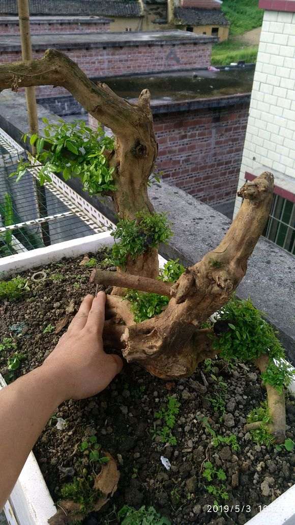 广西最难种活的雀梅下山桩