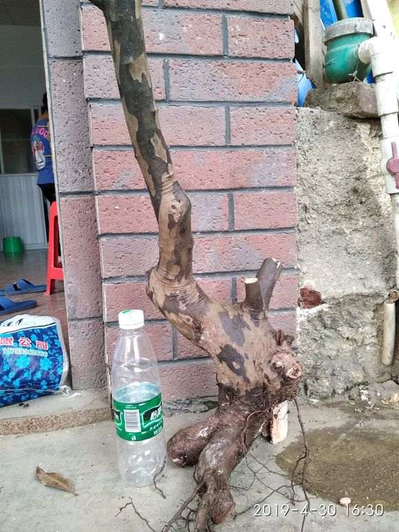 广西最难种活的雀梅下山桩
