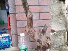 广西最难种活的雀梅下山桩 没有之一 怎么看