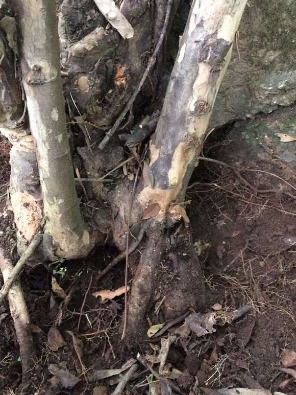 这个是雀梅下山桩么