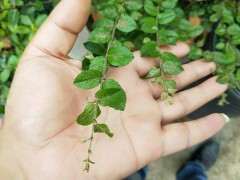 我的雀梅下山桩这是怎么了 嫩芽多死了