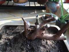 套袋栽了20天的雀梅下山桩 发芽了