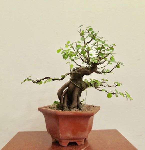 栽种雀梅下山桩这一年的变化
