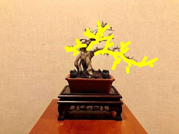 栽种雀梅下山桩这一年的变化