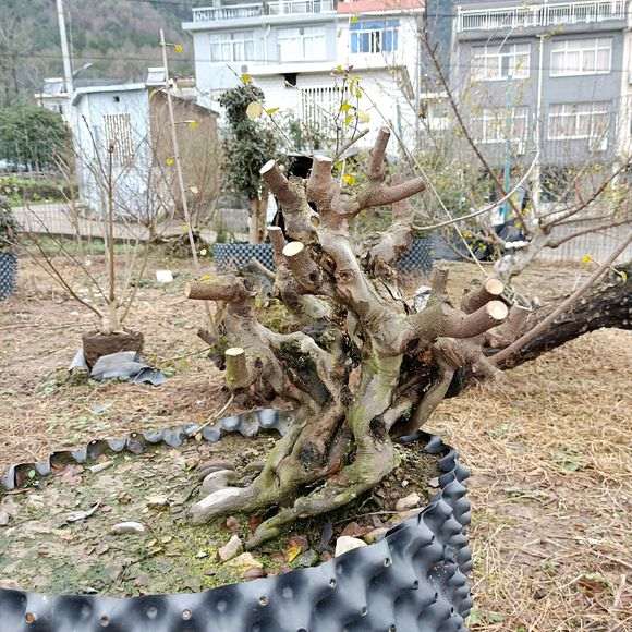 养了4年的雀梅下山桩