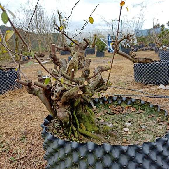 养了4年的雀梅下山桩