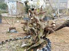 养了4年的雀梅下山桩 大家看看可以吗