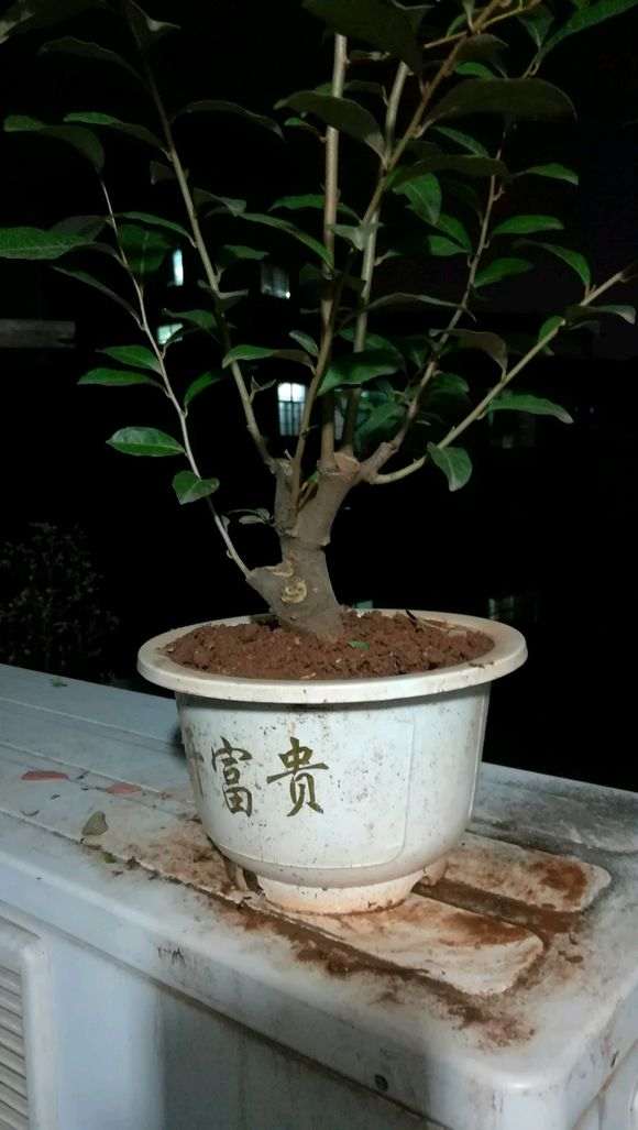 这是这是雀梅下山桩 结果 能盘不
