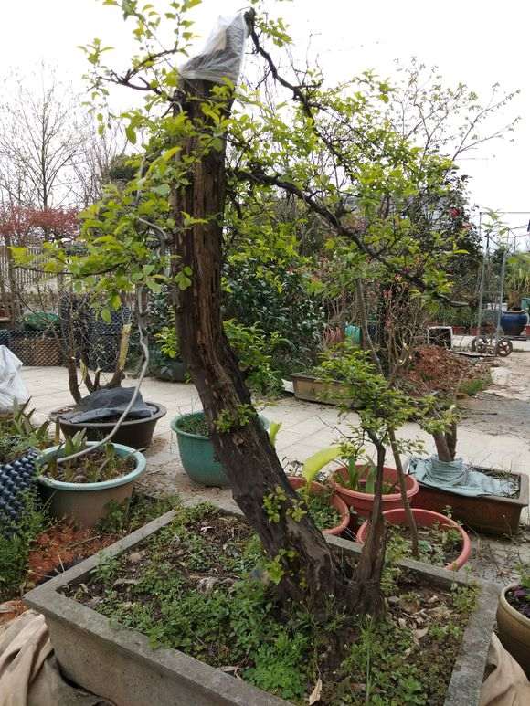 这棵雀梅下山桩可以吗 500元价格 贵吗
