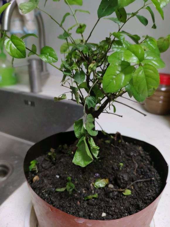 雀梅下山桩 不知道为什么叶子老有问题