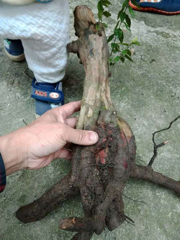 雀梅下山桩 不知道为什么叶子老有问题