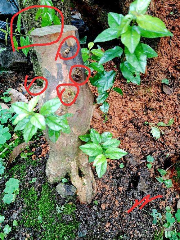 这是不是雀梅下山桩吗 有刺的 应该是吧