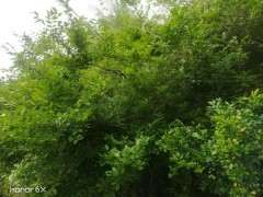 这是不是雀梅下山桩吗 有刺的 应该是吧