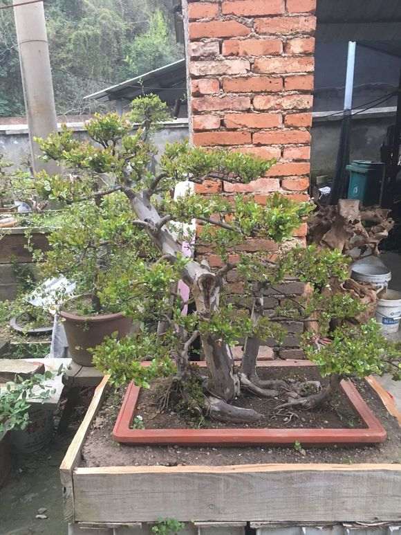 养了几年的雀梅盆景很辛苦终于成型了