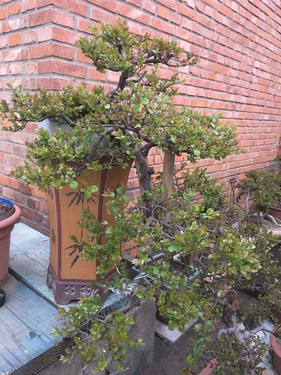 养了几年的雀梅盆景很辛苦终于成型了