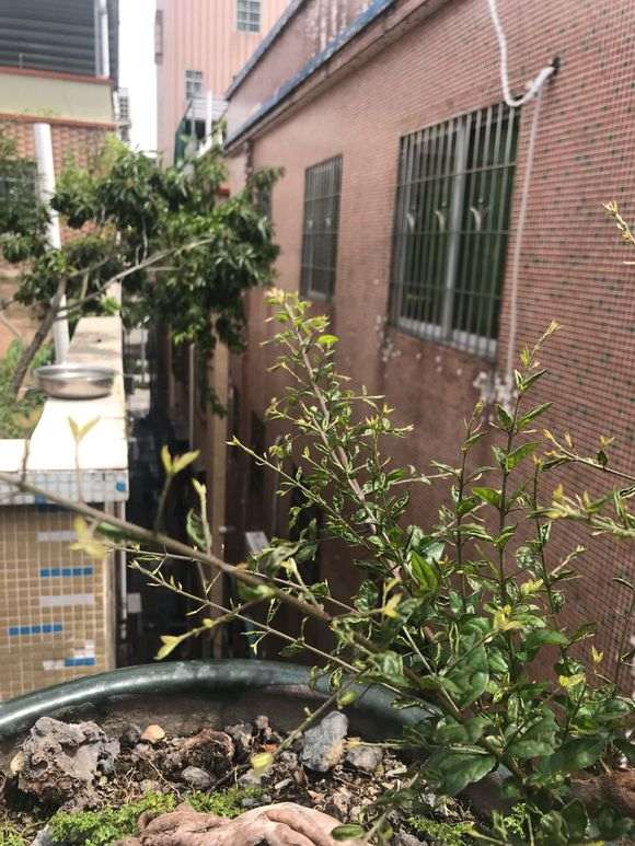 请问雀梅盆景的叶子为什么全部这样?