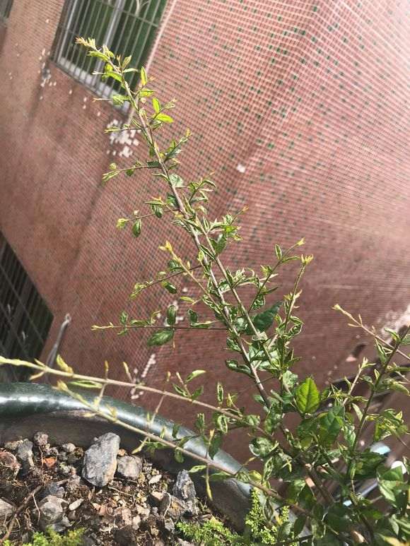 请问雀梅盆景的叶子为什么全部这样?