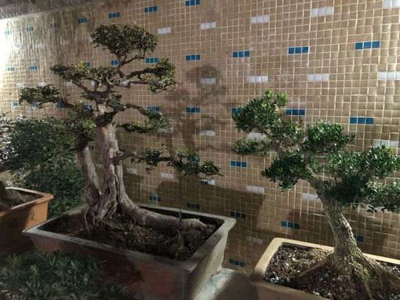 下午刚买的雀梅盆景 600元价格 贵吗